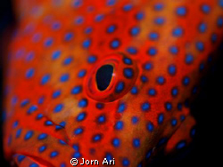 Coral Grouper close up.
Olympus e-420 + Ikelite housing ... by Jorn Ari 